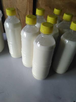 Fresh Yoghurt Drink